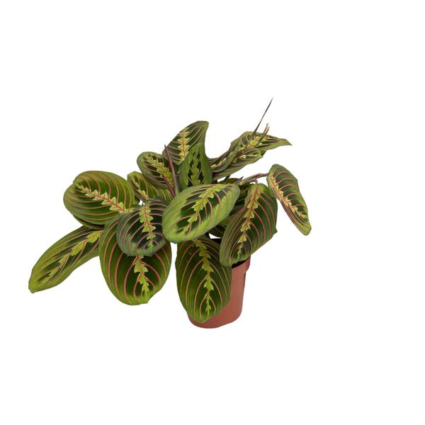 Maranta Fascinator (Pijlwortel) - ↕20cm - Ø12cm