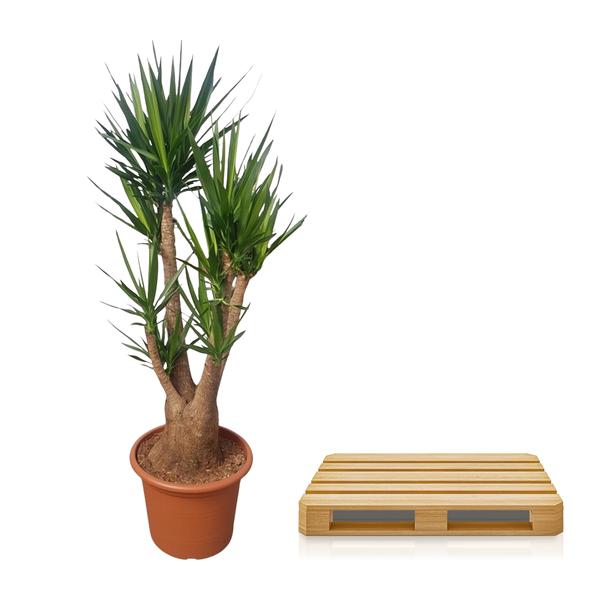 Yucca Elephantipes vertakt - ↕190cm - Ø55cm