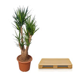 Yucca Elephantipes vertakt - ↕190cm - Ø55cm