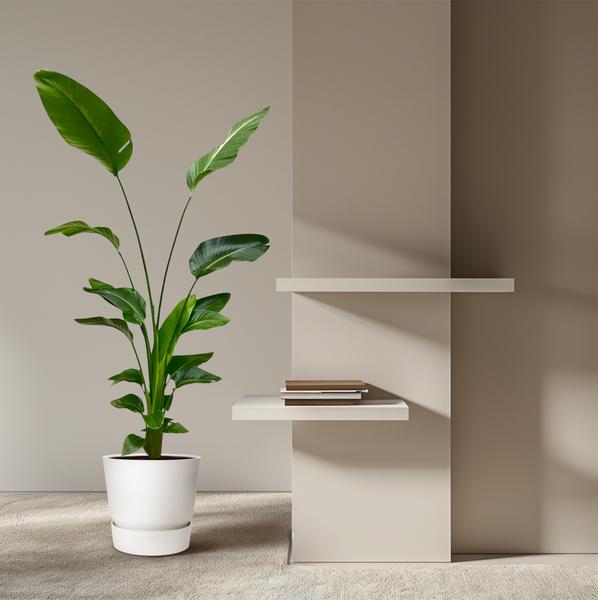 Strelitzia Nicolai - ↕170cm - Ø21cm