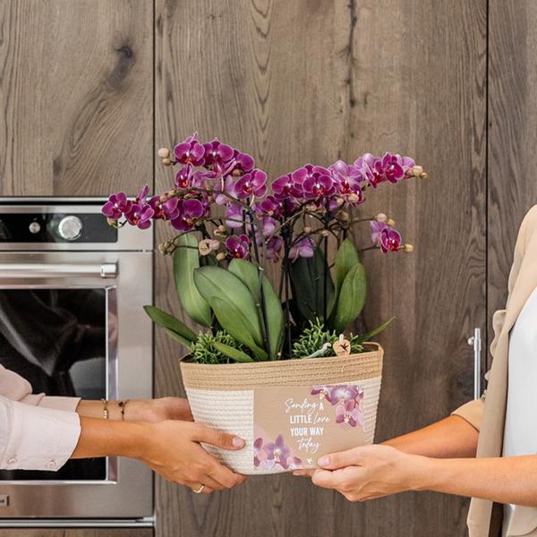 Paarse plantenset in Cotton Basket incl. waterreservoir - 3x paarse orchideeën Morelia Ø9cm + 3x groene planten