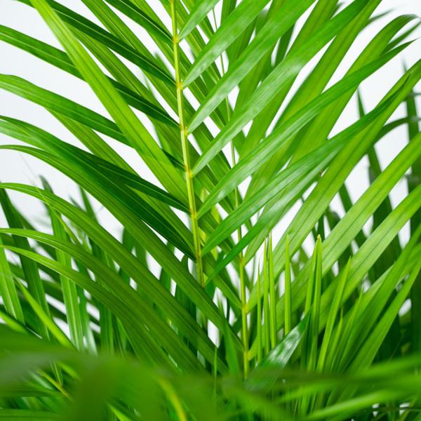 Dypsis Lutescens / Areca palm + pot - ↕130cm - Ø24cm