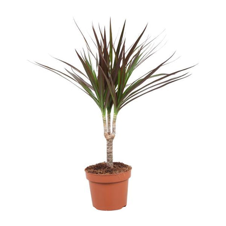Dracaena Magenta kopen, Dragontree verzorging, onderhoudsvriendelijke kamerplanten, luchtzuiverende planten, exotische planten voor binnen, Dracaena binnenplant, planten voor halfschaduw, trendy planten 2025, compacte kamerplanten.