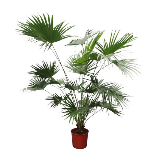 Livistona Chinensis - ↕200cm - Ø34cm