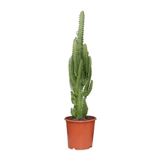 Euphorbia Trigona - ↕70cm - Ø17cm