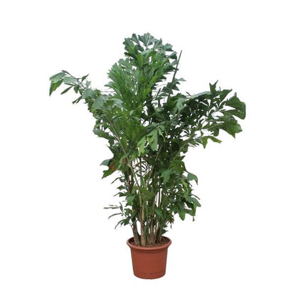 Caryota Mitis - ↕220cm - Ø45cm
