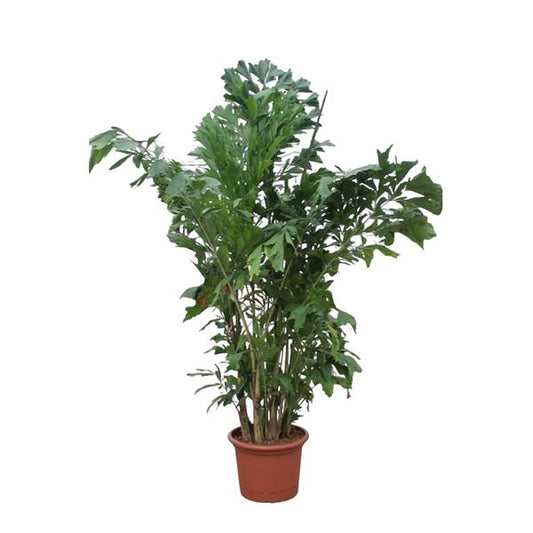Caryota Mitis - ↕220cm - Ø45cm