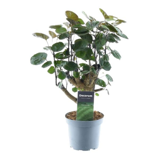 Polyscias Fabian - ↕45cm - Ø12cm