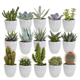 Cactus en vetplanten mix 5.5 cm | 15 stuks - in witte pot