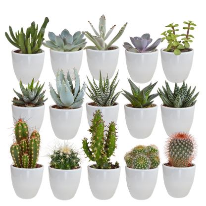 Cactus en vetplanten mix 5.5 cm | 15 stuks - in witte pot