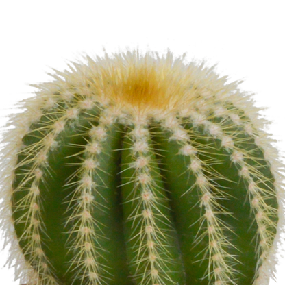 Cactus mix 8.5 cm - 3x - in terracotta pot