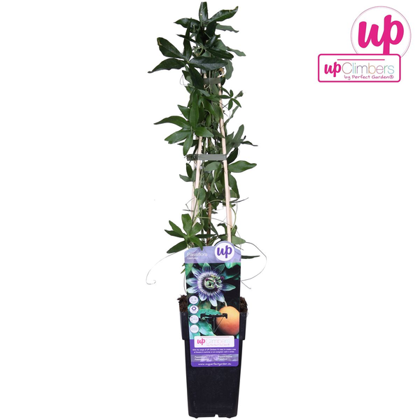 Passiflora bleu caerulea - ↕65cm - Ø15cm