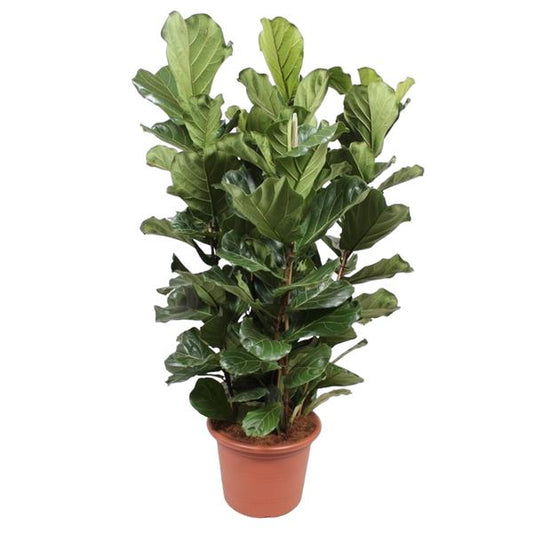 Ficus Lyrata struik XL - ↕200cm - Ø50cm