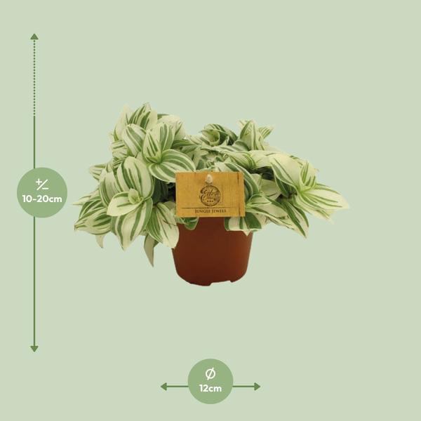 Tradescantia Brightness - ↕20cm - Ø12cm