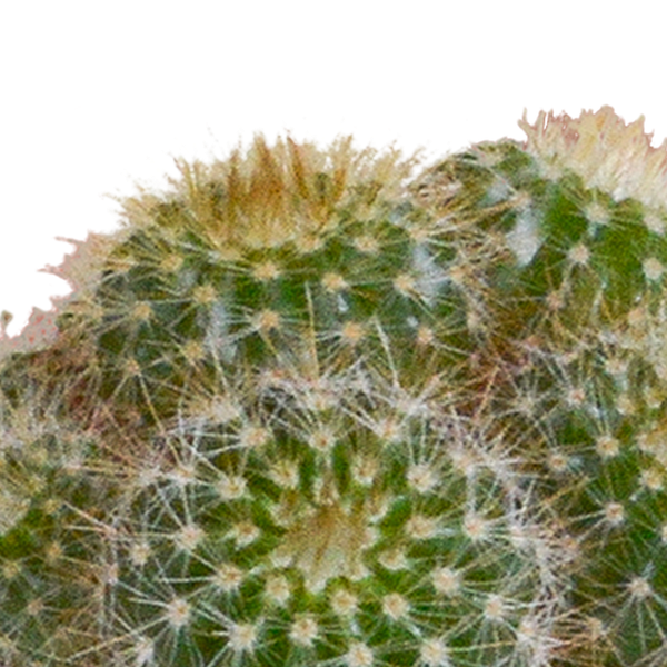 Cactus mix 5.5 cm - 5x - in witte pot