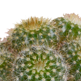 Cactus mix 5.5 cm - 5x - in witte pot