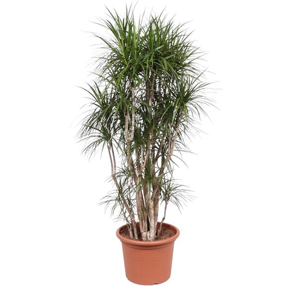 Dracaena Marginata vertakt - ↕220cm - Ø40cm