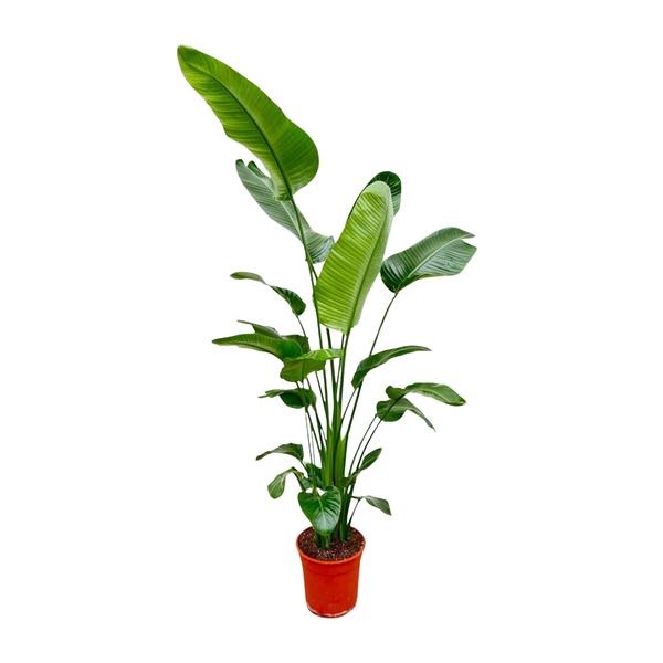 Strelitzia Nicolai XXL - ↕190cm - Ø27cm