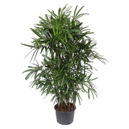 Rhapis Excelsa - ↕240cm - Ø44cm