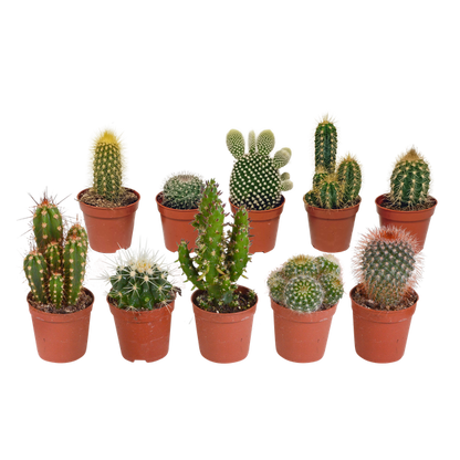 Cactus mix - ↕8-13cm - Ø6cm - 10x