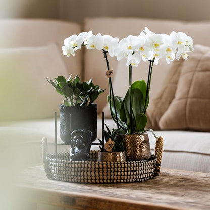 Gift set Home Hub | Plantenset met Phalaenopsis Orchidee en Succulenten incl. keramieken sierpotten