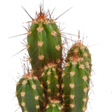 Cactus mix - ↕8-13cm - Ø6cm - 10x