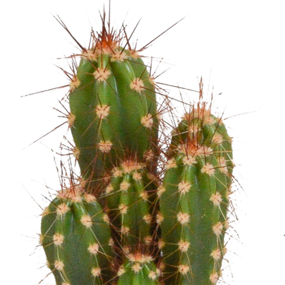 Cactus mix - ↕8-13cm - Ø6cm - 10x