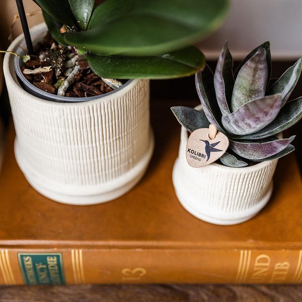 Bali sierpot  - Off White - Ø9cm