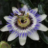 Passiflora bleu caerulea - ↕65cm - Ø15cm