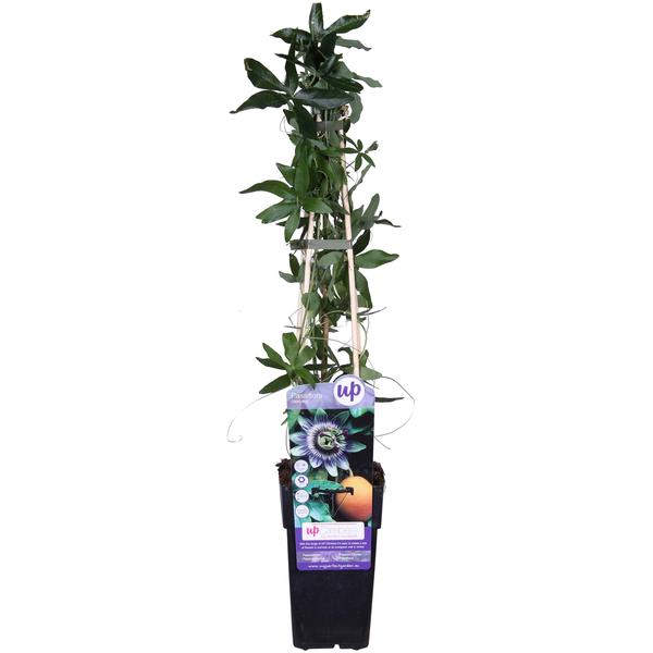Passiflora Blauw caerulea - ↕65cm - Ø15cm