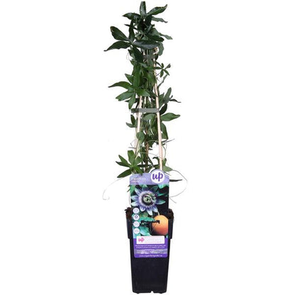 Passiflora Blauw caerulea - ↕65cm - Ø15cm