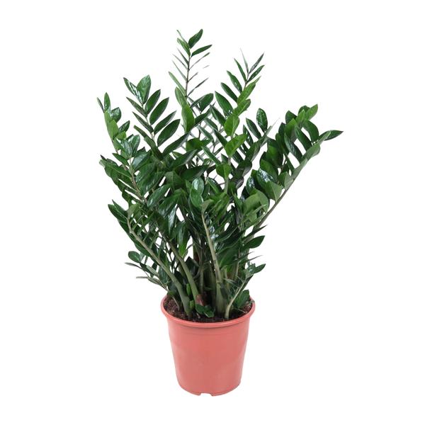 Zamioculcas Zamiifolia - ↕100cm - Ø27cm