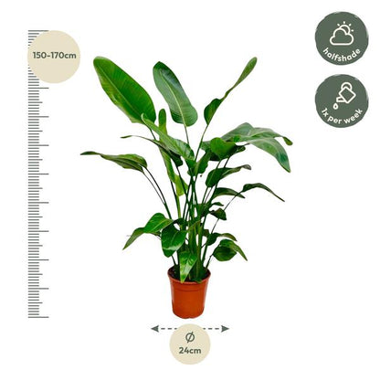 Strelitzia Nicolai - ↕150cm - Ø21cm
