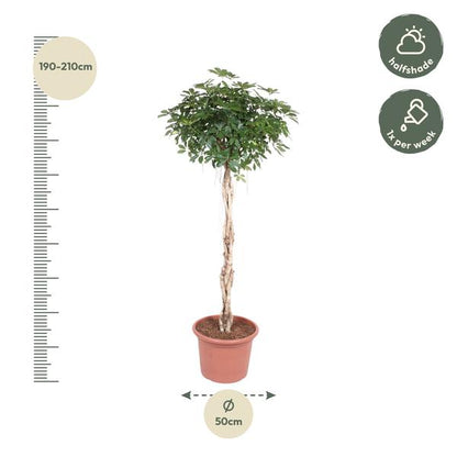 Schefflera Arboricola Compacta gevlochten stam - ↕200cm - Ø50cm
