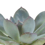 Cactus en vetplanten mix 5.5 cm | 15 stuks - in witte pot