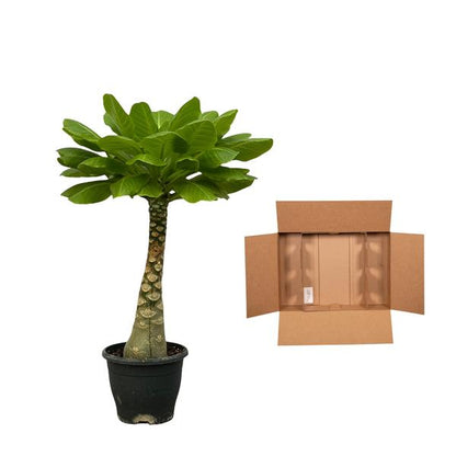 Birghamia Insignis - ↕30cm - Ø12cm
