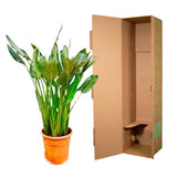 Strelitzia Reginae - ↕160cm - Ø30cm