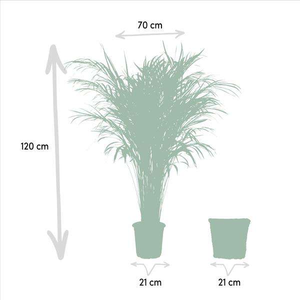 Dypsis Lutescens / Areca Palm + mand - ↕110cm -Ø21cm