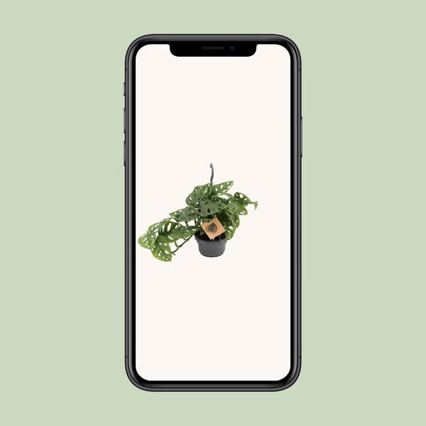 Monstera Monkey - ↕30cm - Ø14cm