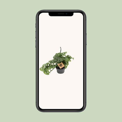 Monstera Monkey - ↕30cm - Ø14cm