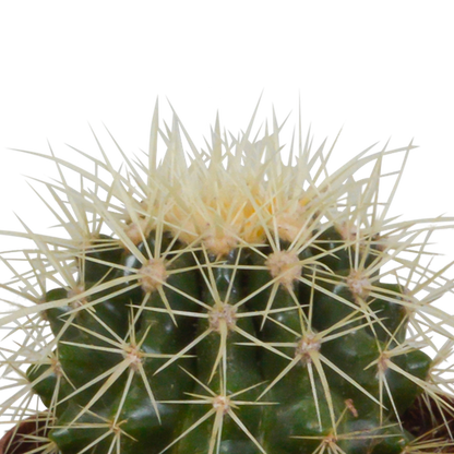 Cactus mix 8.5 cm - 3x - in terracotta pot