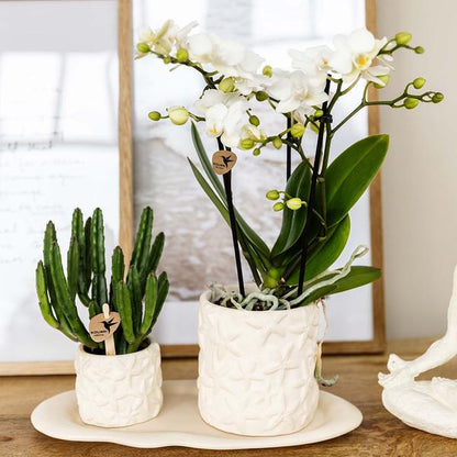 Plantenset Star Fish small | Witte Phalaenopsis Orchidee Lausanne en Succulent incl. keramieken sierpotten op wit organisch dienblad