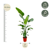 Strelitzia Nicolai XXL - ↕190cm - Ø27cm