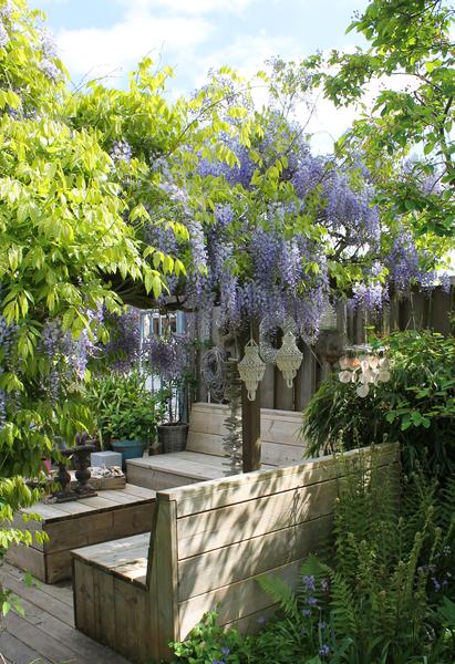 Blauwe Regen / Wisteria sinensis 'Caroline' – ↕65cm – ⌀15