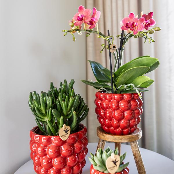 Kolibri Home | Beerentopf - 12cm