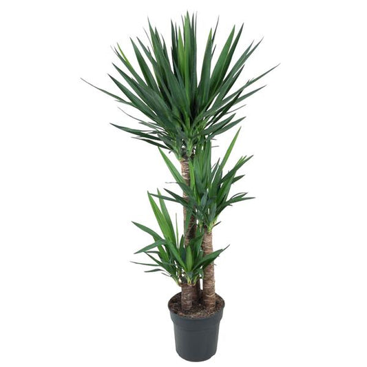 Yucca Elephantipe - ↕140cm - Ø27cm