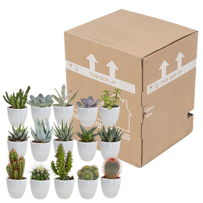 Cactus en vetplanten mix 5.5 cm | 15 stuks - in witte pot