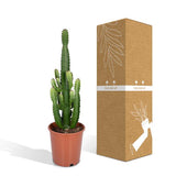 Euphorbia Acrurensis - ↕60cm - Ø24