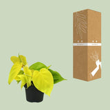 Philodendron Lime - ↕20cm - Ø12cm