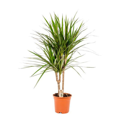 Dracaena Marginata - ↕90cm - Ø17cm